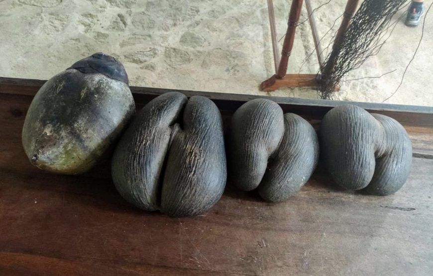 Vallee De Mai & Anse Lazio Tour
